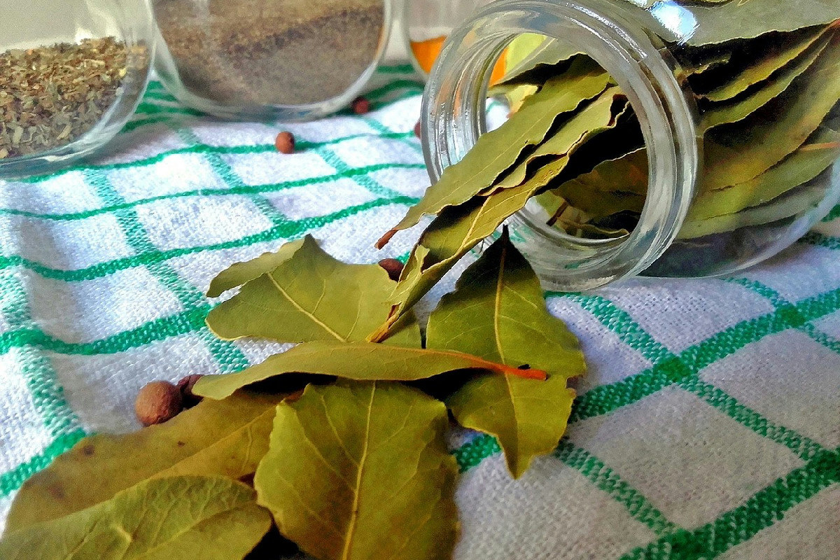 Alloro in soggiorno: il metodo che trasforma l’aria di casa e regala un profumo raffinato