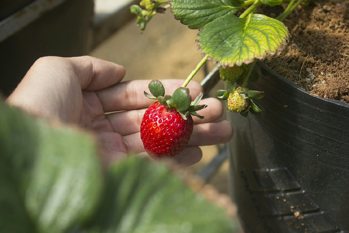 Anche tu li butti? I fondi di caffè danno sapore ai piatti, una risorsa inaspettata oggi
