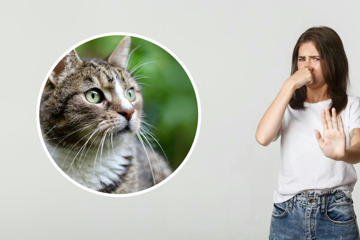 Divano segnato dall’odore di cane o gatto? Ecco il metodo che cancella ogni traccia in poche ore
