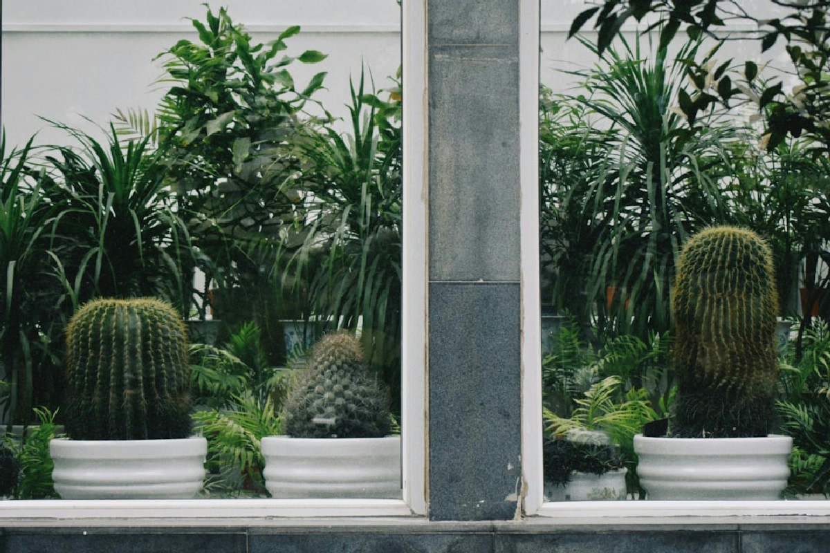 1️⃣ Eliminazione dell’effetto dell’aria secca sulle piante per mantenerle rigogliose in casa sempre perfette