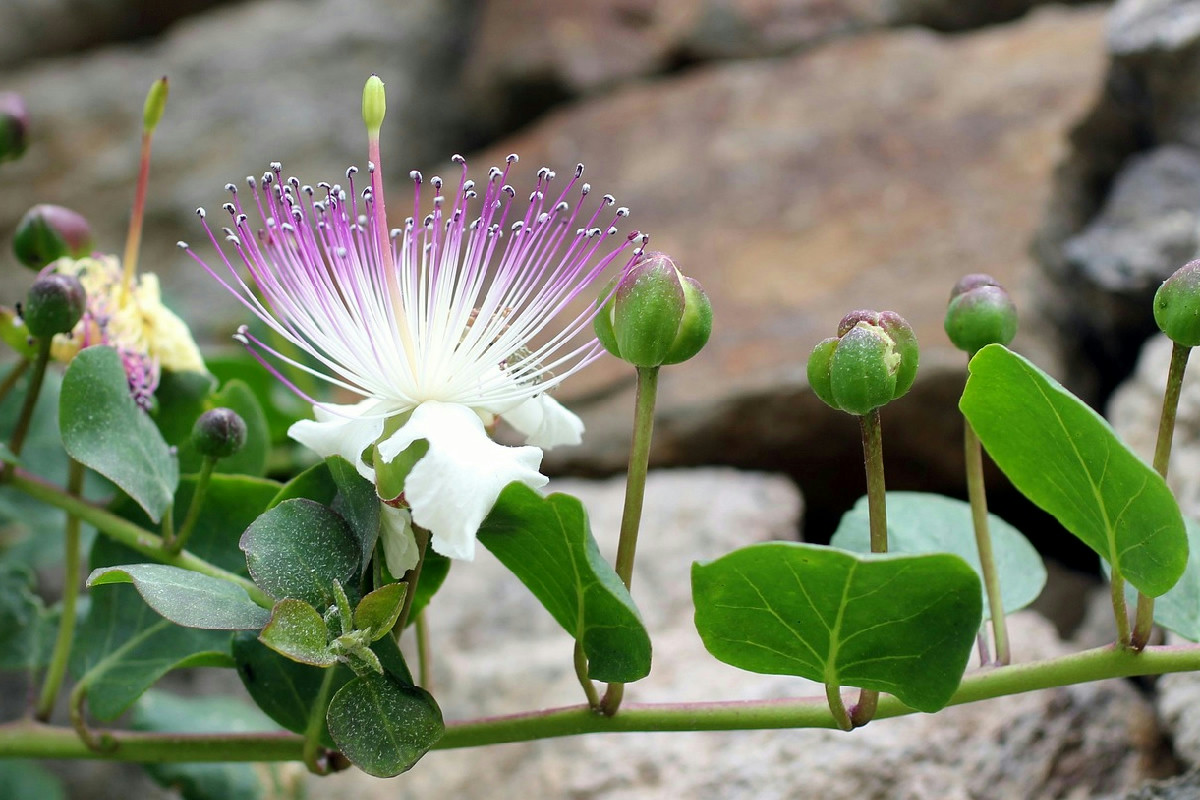 5 farciture perfette per esaltare il panettone gastronomico nel menu di Natale