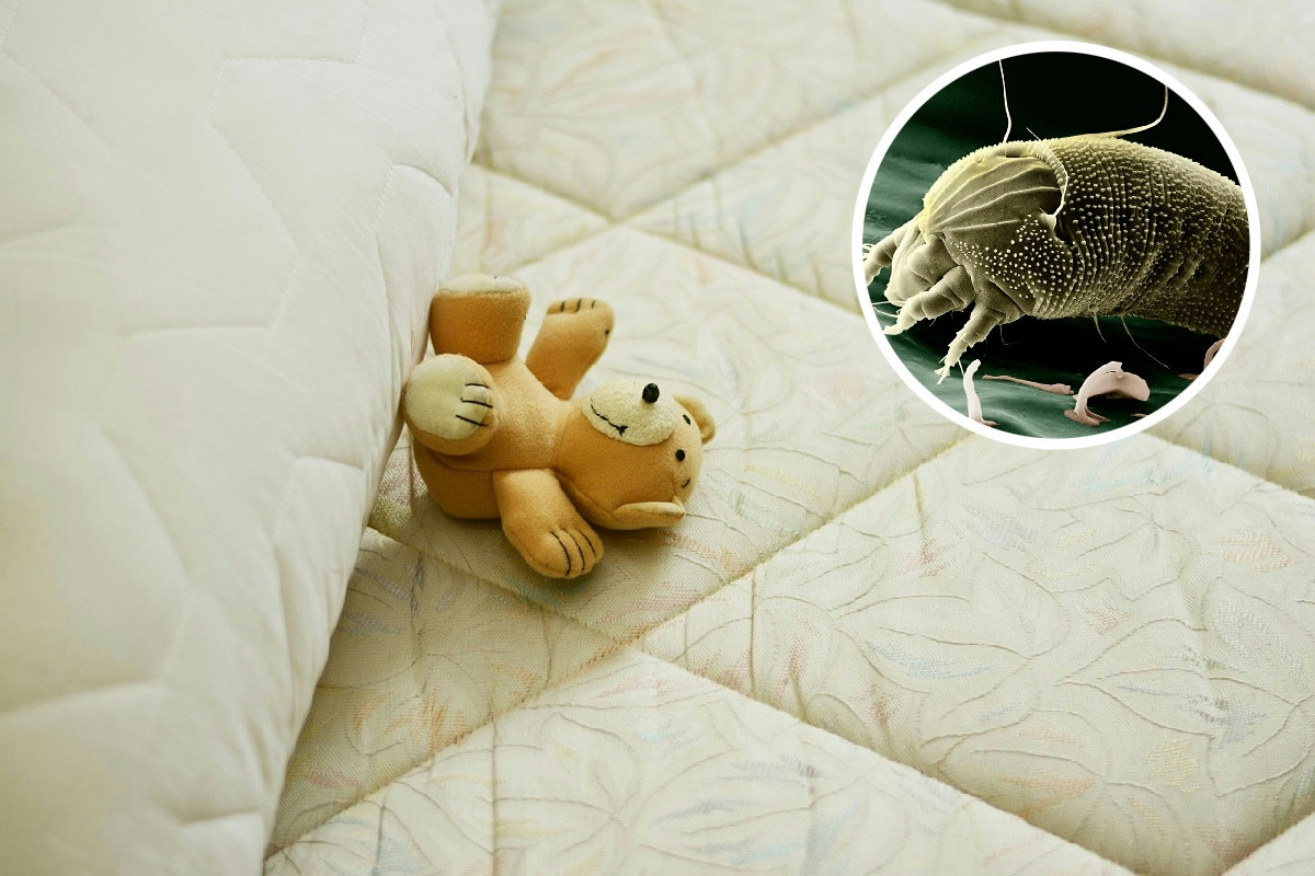 Liberare le lenzuola dagli acari senza prodotti chimici aggressivi: metodi efficaci e naturali