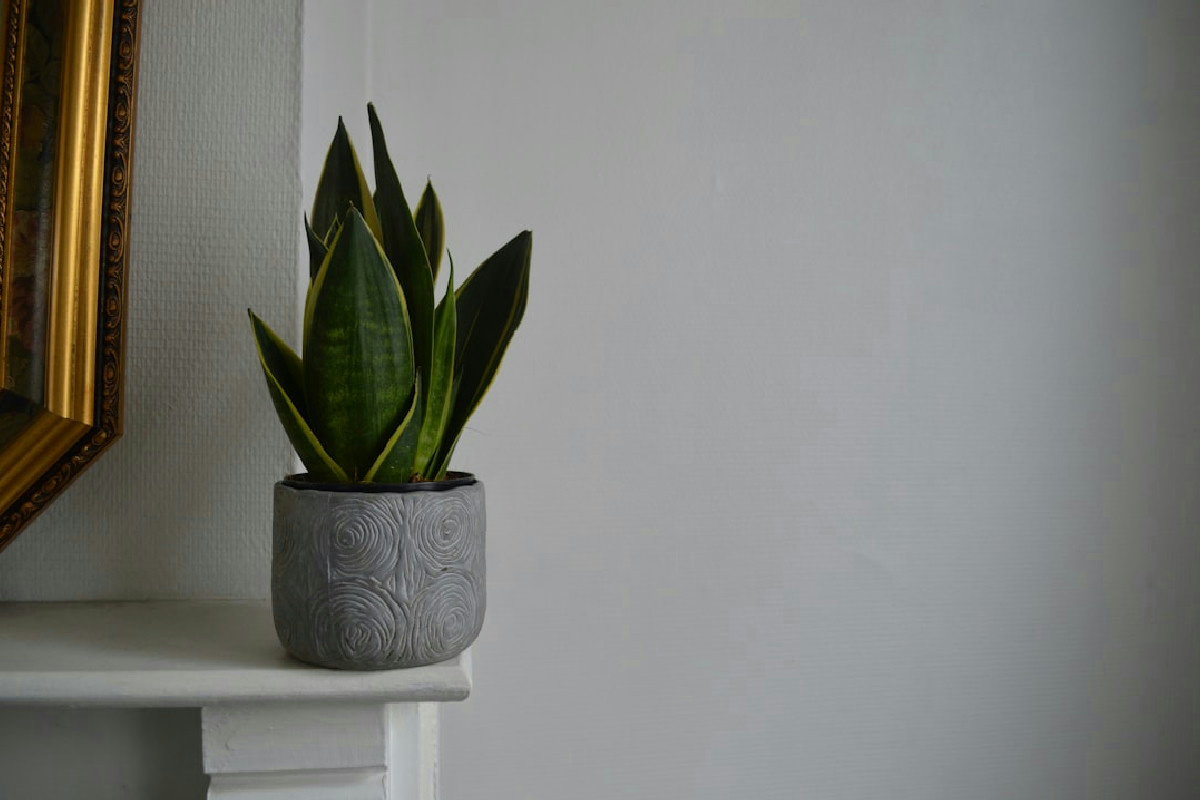Perché la sansevieria è la scelta ideale per purificare l’aria e valorizzare ogni ambiente della casa