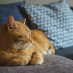 Portare il gatto in viaggio o lasciarlo a casa: cosa cambia davvero nella sua routine quotidiana