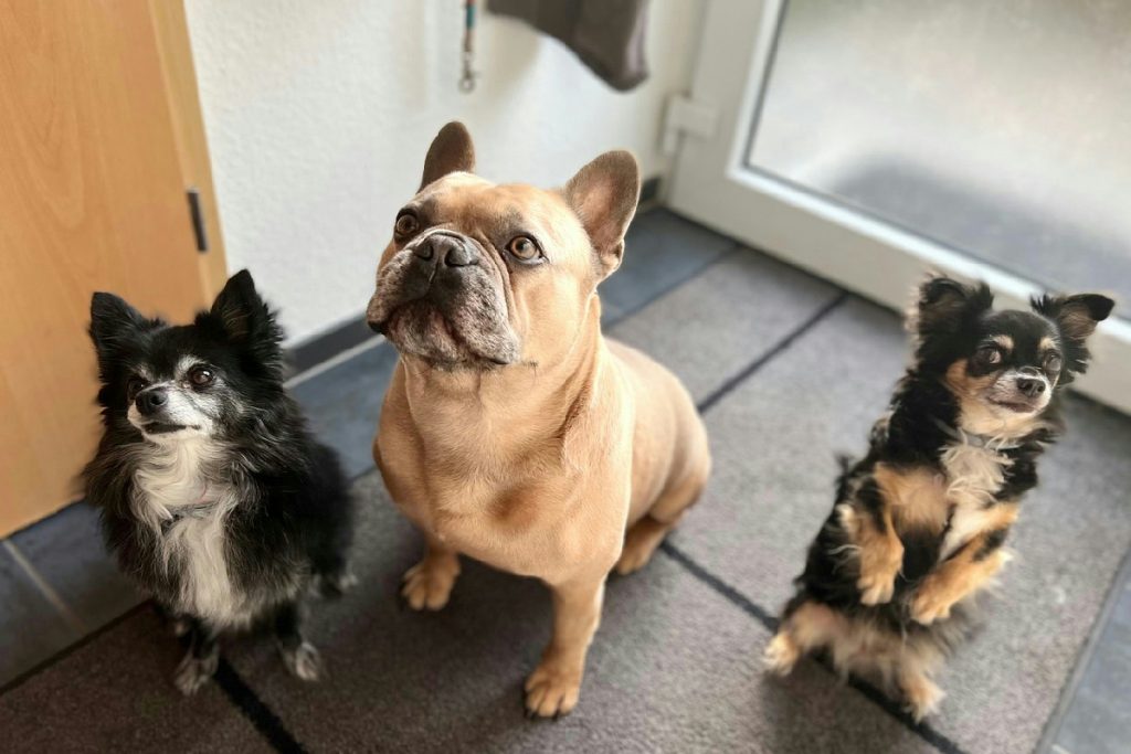 Quanti cani si possono tenere in casa: le regole di regioni, comuni e condomini da rispettare