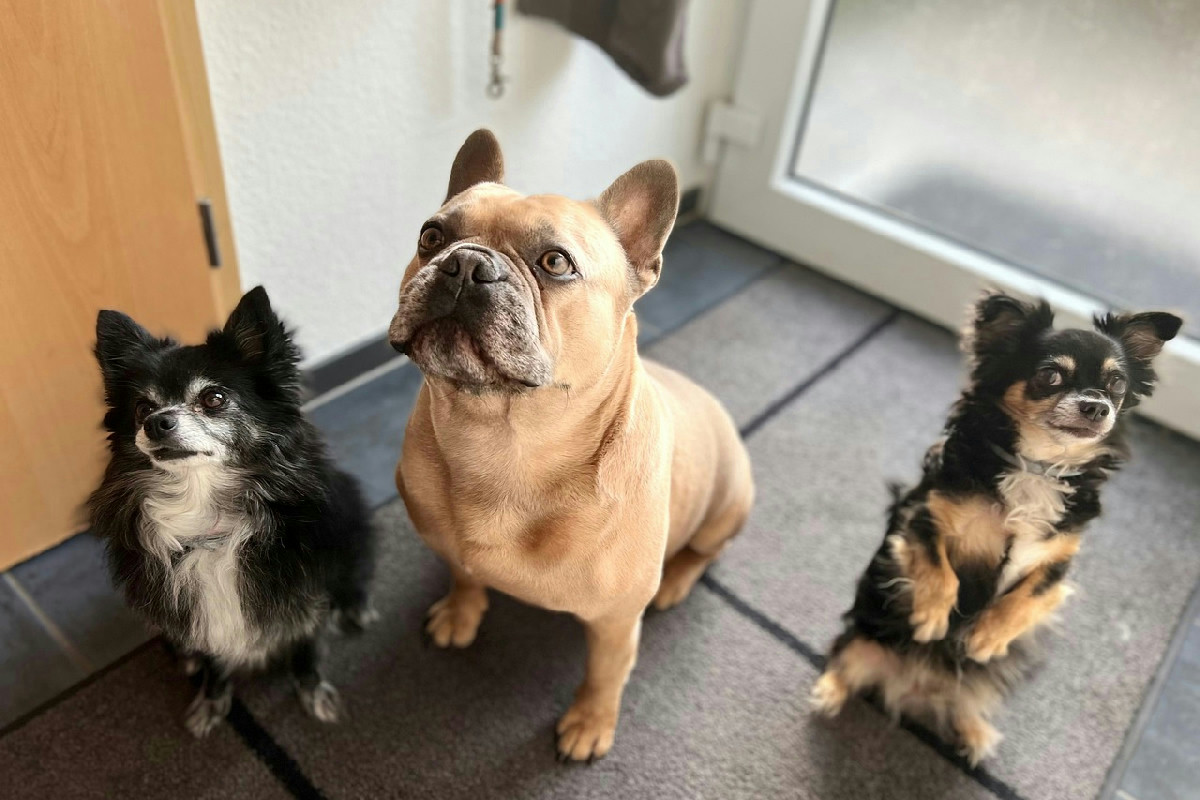 Quanti cani si possono tenere in casa: le regole di regioni, comuni e condomini da rispettare