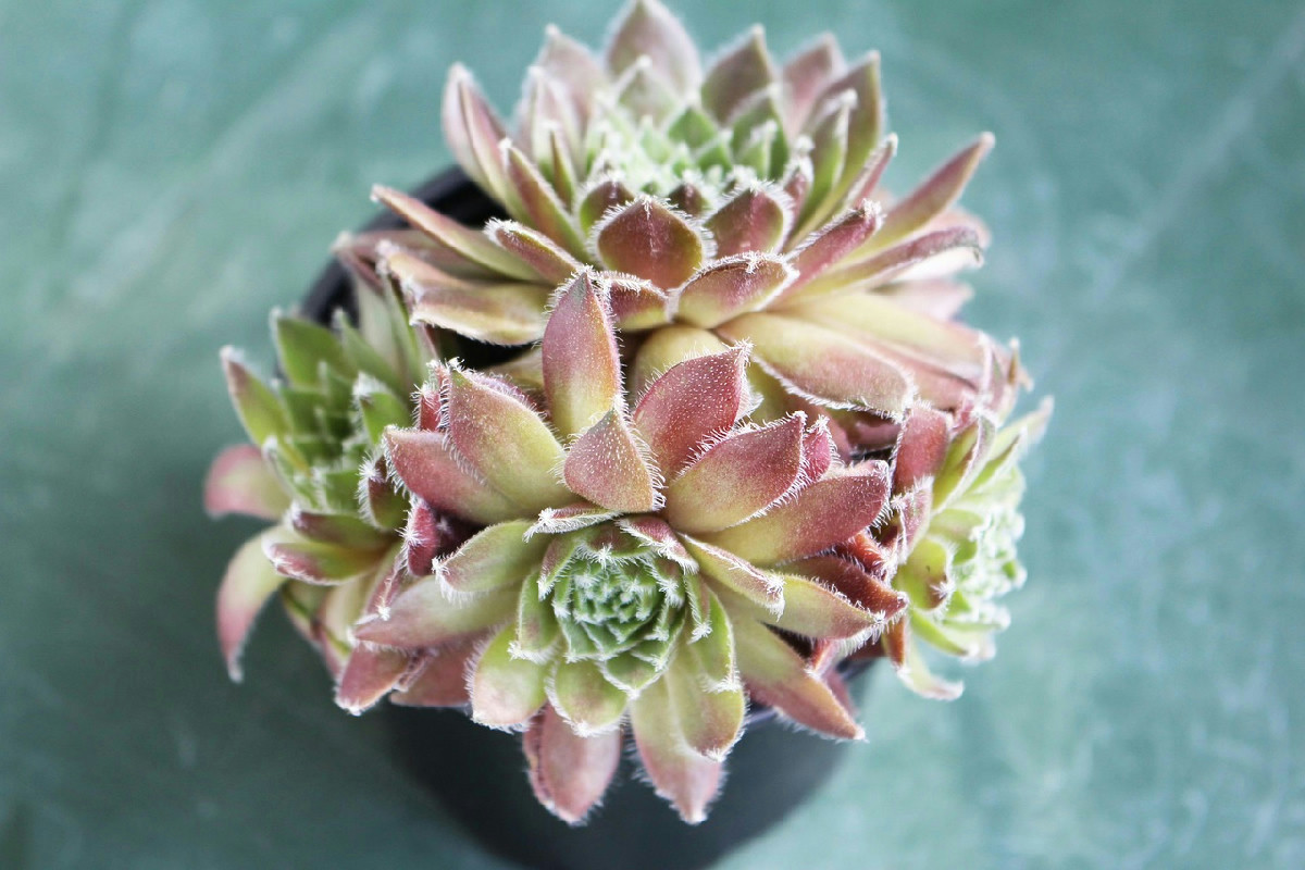 Il segreto per mantenere le piante sane evitando l’aria secca negli ambienti domestici