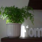 Le 7 piante da interno che eliminano condensa e muffa negli angoli di casa in modo naturale