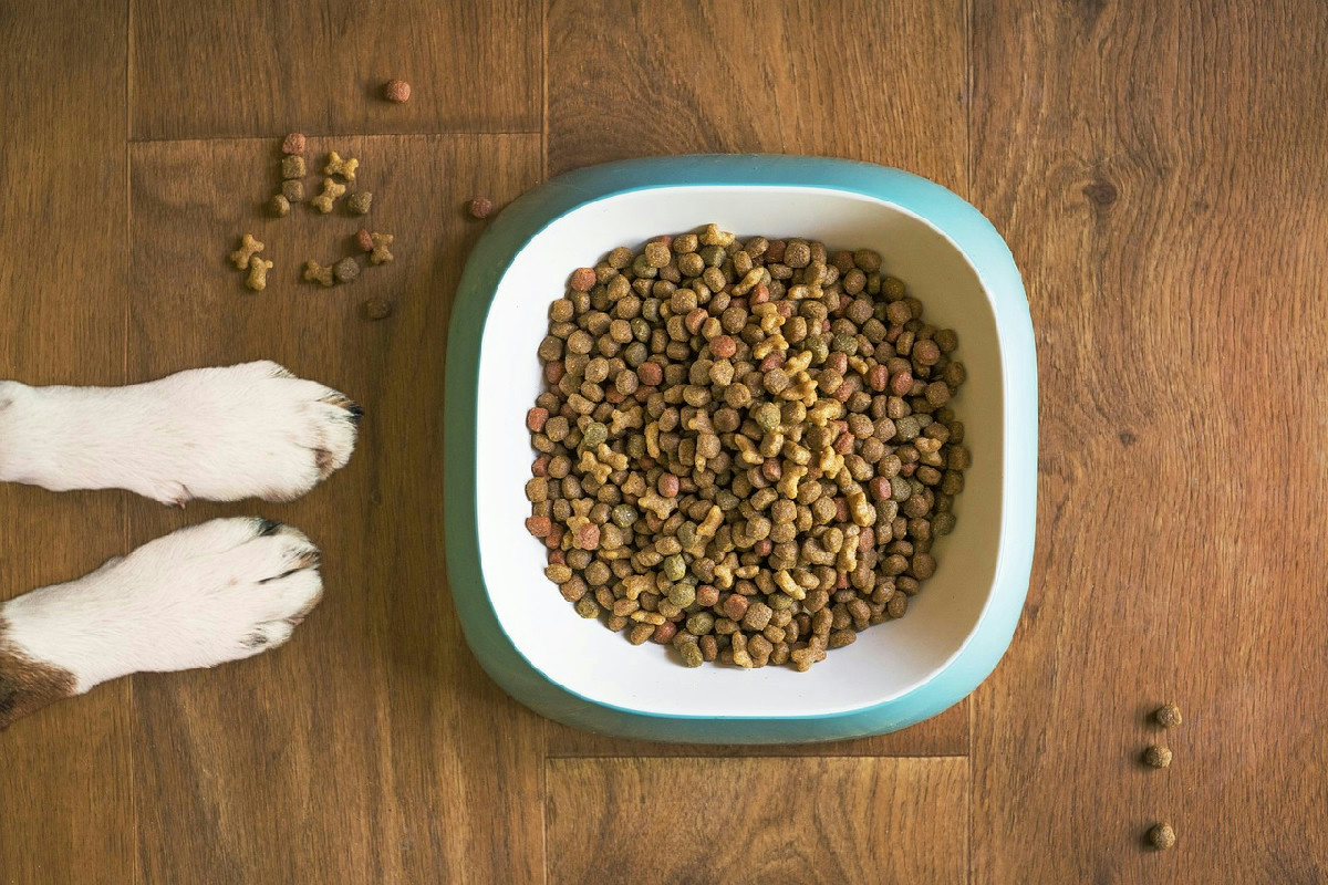 Crocchette o umido per cani: quale alimentazione è più sostenibile per l’ambiente?