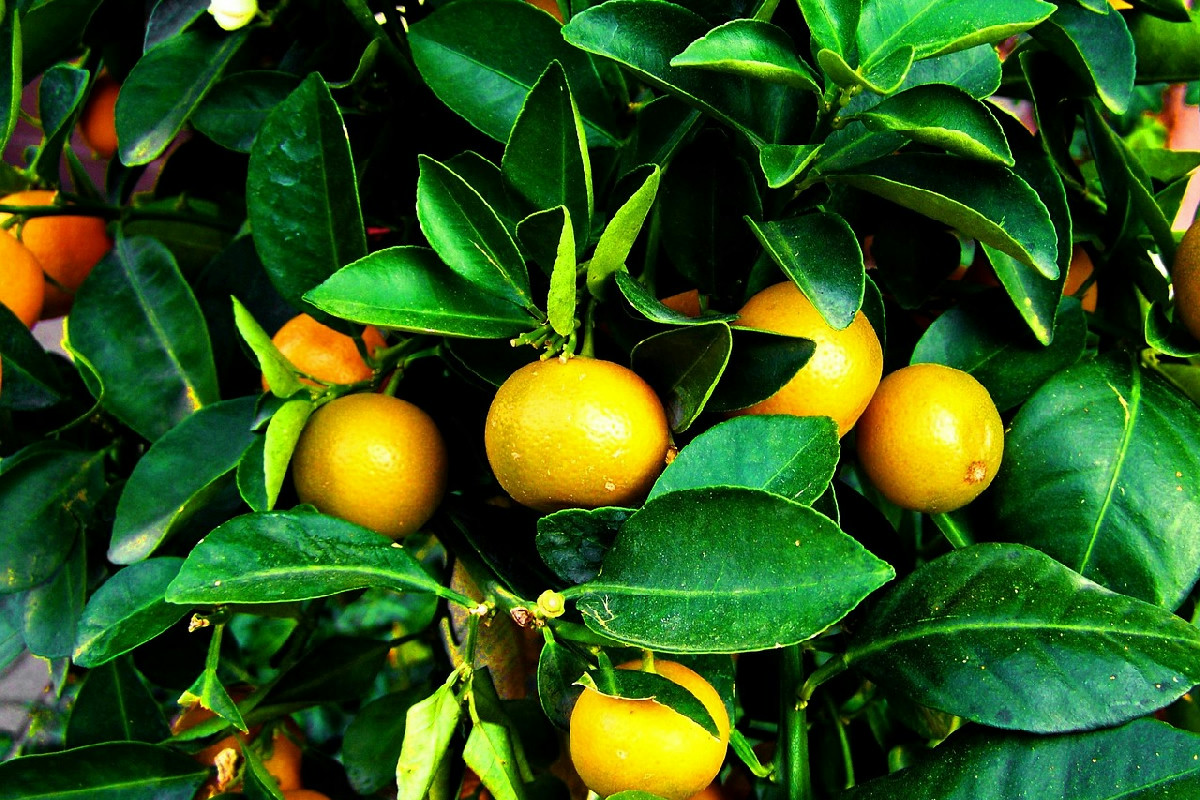 Dove e quando collocare le piante da frutto per favorire crescita rigogliosa e raccolti abbondanti
