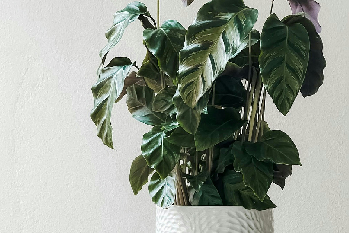 Dove posizionare le piante in inverno per mantenere la loro salute e vitalità ottimali