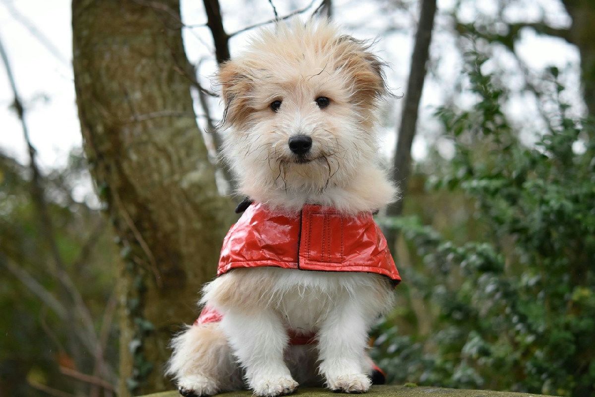 Il freddo aumenta i rischi per il cane: consigli essenziali per passeggiate sicure in inverno