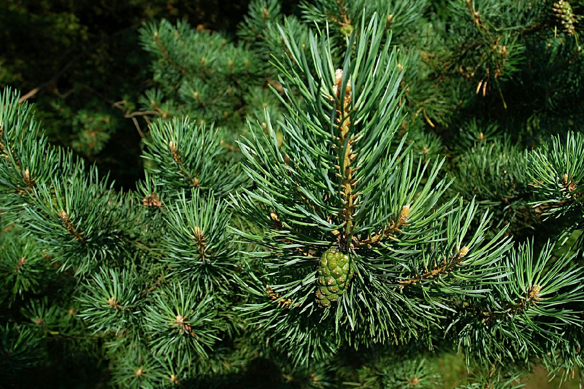 Perché evitare l’aspirapolvere per raccogliere gli aghi dell’albero: un’alternativa efficace e senza fatica