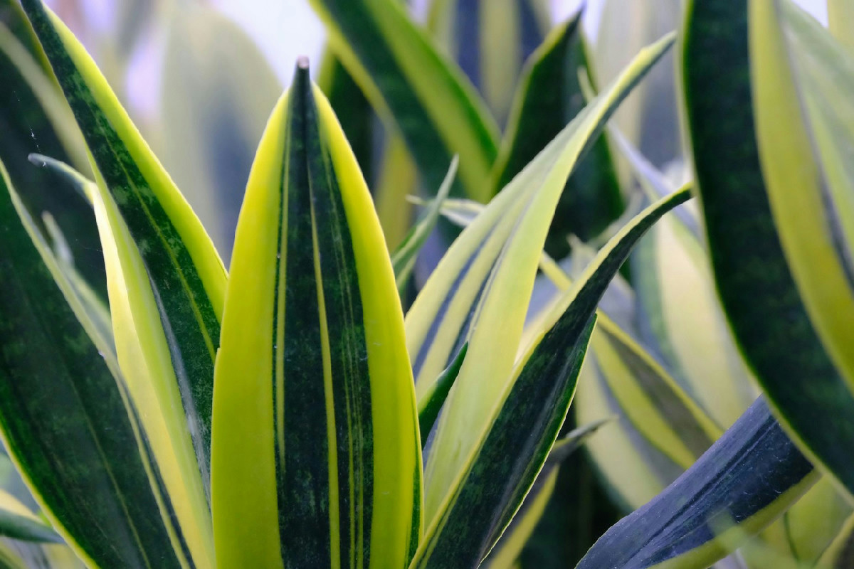 Sansevieria e altre piante da interno perfette per migliorare aria, umore e atmosfera in casa