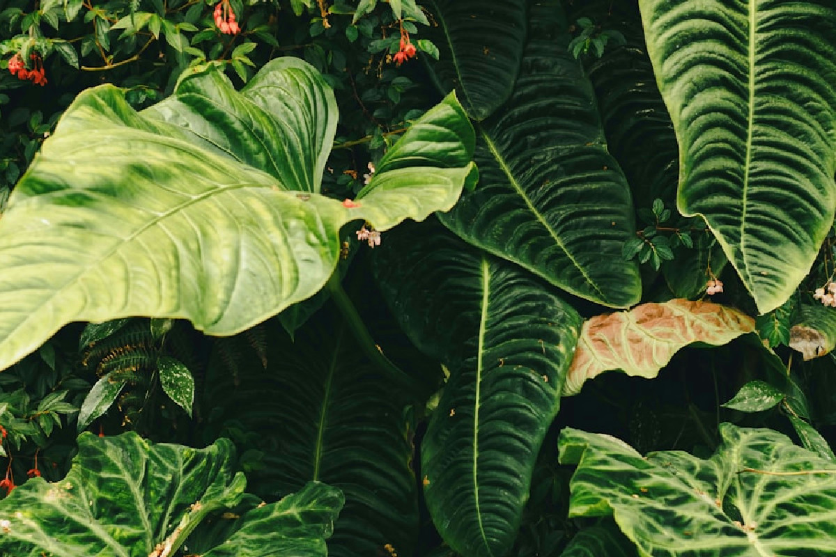 Sansevieria e altre piante da interno perfette per migliorare aria, umore e atmosfera in casa