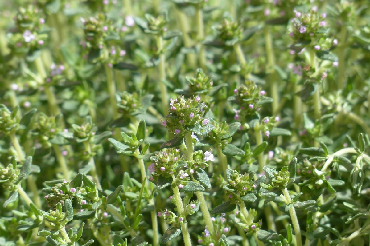 Tre piante aromatiche da piantare a gennaio per profumare intensamente la casa